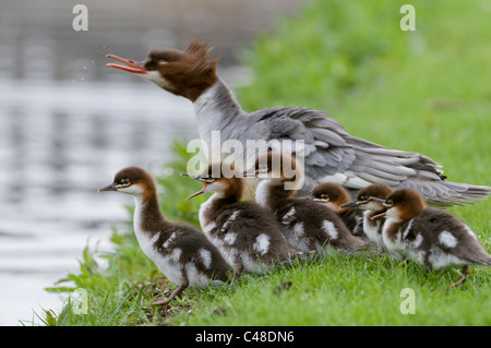 Gaensesaeger, Weibchen mit Kueken, Mergus merganser, Common Merganser, female with chicks, Deutschland, Germany Stock Photo