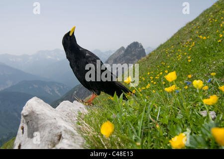 Alpendohle, Pyrrhocorax graculus, Alpine Chough, Westliche Karwendelspitze, Mittenwald, Bayern, Bavaria, Deutschland, Germany Stock Photo