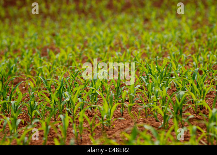 Corn seedlings in Georgia red clay Stock Photo