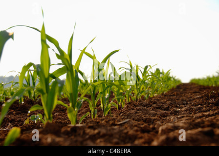 Morning dew evaporates off young corn seedlings in early summer, Georgia, USA Stock Photo