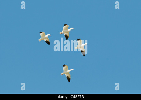 Snow geese (Chen caerulescens) in flight in SW Idaho Stock Photo