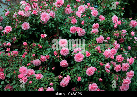 Rosa 'Bonica' AGM Shrub Rose Stock Photo