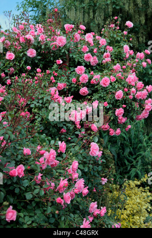 Rosa 'Bonica' AGM Shrub Rose Stock Photo