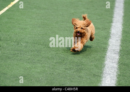 Lovely little poodle dog running on the playground Stock Photo