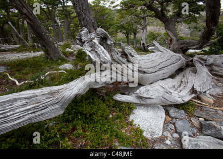 Photograph of an old forest in Patagonia Argentina Stock Photo