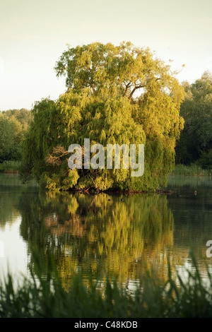 Willow tree in the middle of a lake at dawn with reflection, lackford lakes, Suffolk UK Stock Photo