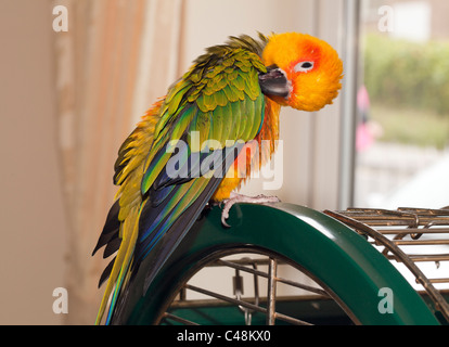 Sun Conure Parrot in house Stock Photo