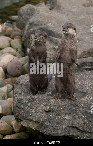 Otter ( Aonyx cinerea ) Two otters standing upright looking watching into the distance Stock Photo