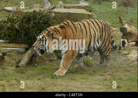 Amur Tiger Panthera tigris altaica  On the prowl in an unusual setting Stock Photo