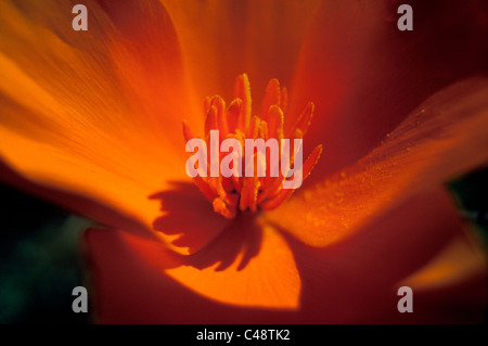 The stamen and pollen grains are seen inside the petals of a brilliant orange California poppy, the official state flower of California since 1903. Stock Photo