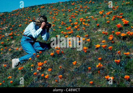 A young woman photographs a field of brilliant orange wildflowers in the Antelope Valley California Poppy Reserve west of Lancaster in California, USA. Stock Photo