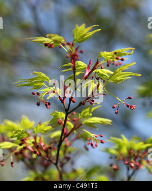 Maple leaves, green and red in the beginning of autumn with clear sky ...