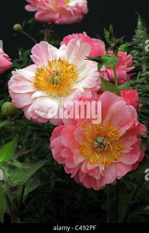 Paeonia Coral Sunset, Chinese peony, shown by Leamore Nursery at Bloom 2011 Stock Photo