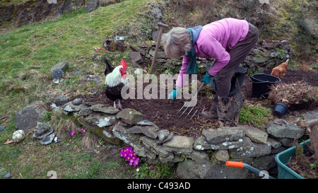 Older senior woman with a fork gardening digging and weeding a rural March country garden rockery in early spring wearing gardening gloves with cockerel, chicken and cat watching and pink primroses in Carmarthenshire Wales UK  KATHY DEWITT Stock Photo