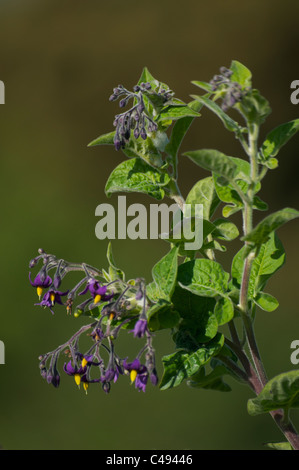 Bittersweet flowers in close-up Stock Photo