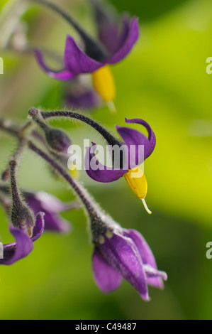 Bittersweet flowers in close-up Stock Photo