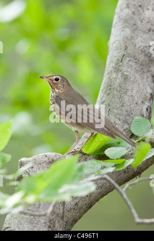 Swainson's Thrush perching in Beech Tree - Vertical Stock Photo
