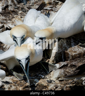 Aggression between Gannets on a crowded bird colony Stock Photo