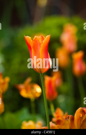 Tulipa ‘Ballerina’, Lily-Flowered Tulip, in flower Stock Photo