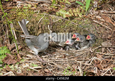 Dark-eyed Junco feeding Five Nestlings in Nest Stock Photo