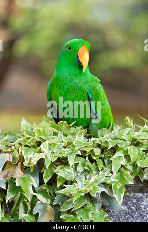 An eclectus parrot sitting on an ivy covered wall Stock Photo
