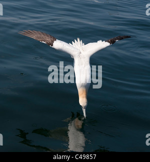 Diving Gannet at point of entry into the sea. Stock Photo