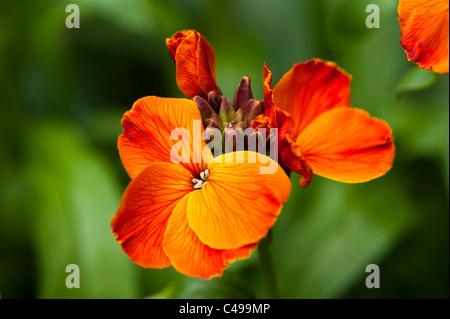 Erysimum ‘Orange’, Wallflowers, in flower Stock Photo