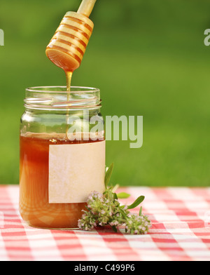 Jar of honey with mother-of-thyme against nature background Stock Photo