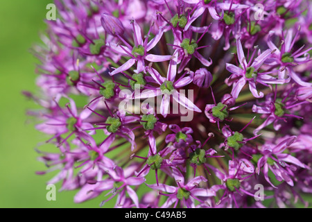Close up of Allium giganteum known also as Giant Onion or Giant Allium Stock Photo