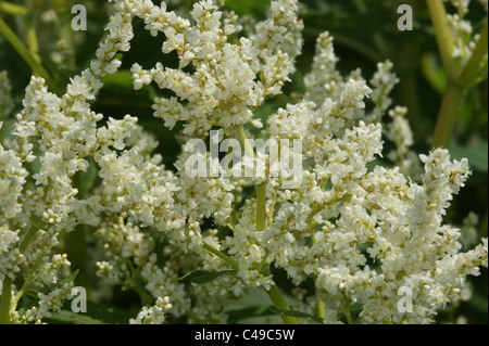 Persicaria polymorpha Stock Photo