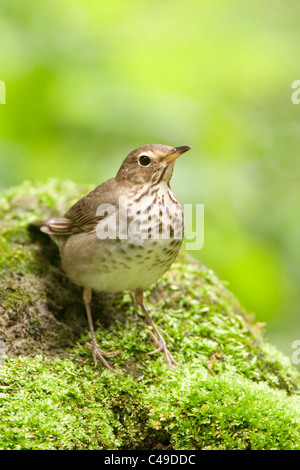 Swainson's Thrush - Vertical Stock Photo