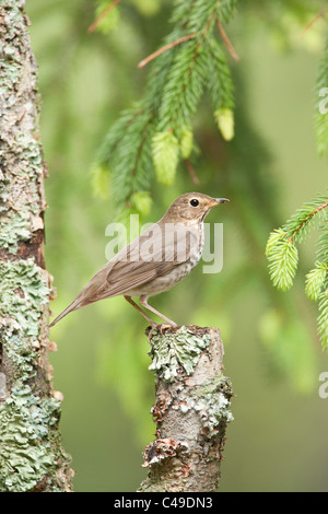 Swainson's Thrush - Vertical Stock Photo