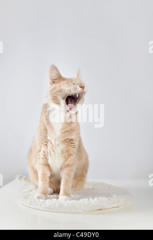 Light orange tabby cat yawning, photographed against a white studio background, sitting on a white fleece pad on a white table. Stock Photo