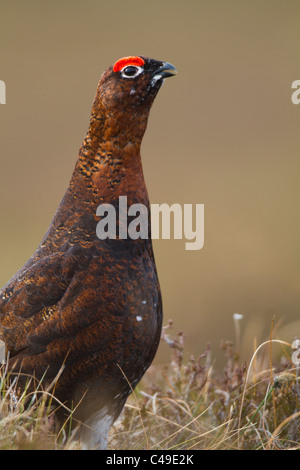 male Red Grouse (Lagopus lagopus scoticus) calling Stock Photo