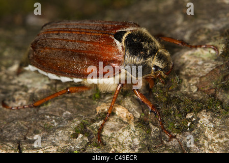 female Common Cockchafer (Melolontha melolontha) on a tree trunk Stock Photo