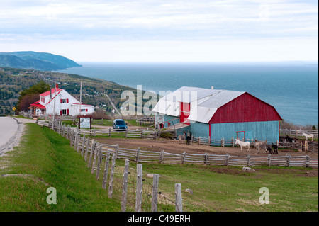 Donkey farm in Port-au-Persil, region of Charlevoix, province of Quebec, Canada. Stock Photo