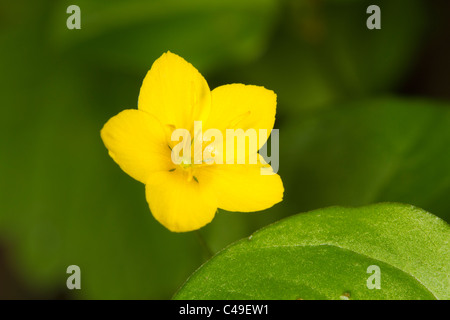 Yellow Pimpernel (Lysimachia nemorum) flower Stock Photo