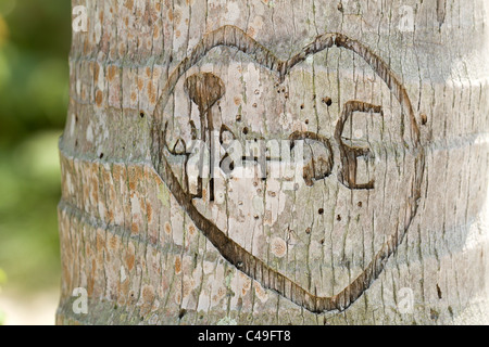 love message in thai alphabet carved in coconut tree trunk Stock Photo