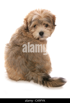 Malshi Maltese cross Shih tzu hybrid Single puppy sitting in studio UK Stock Photo