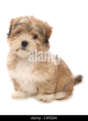 Malshi Maltese cross Shih tzu hybrid Single puppy sitting in studio UK Stock Photo