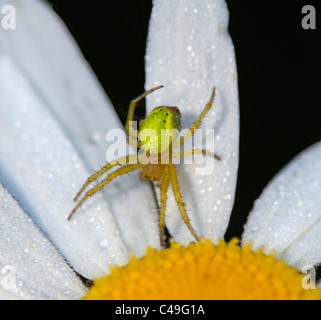 Green Orb Weaver Spider or Cucumber Spider (Araniella cucurbitina), France Stock Photo