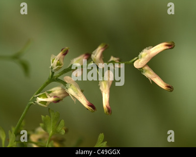 Common ramping fumitory, Fumaria muralis, portrait of flowers with nice out focus background. Stock Photo