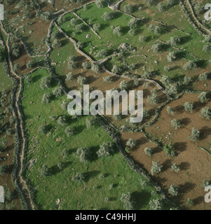 Aerial photograph of olive groves in the Judean hills Stock Photo