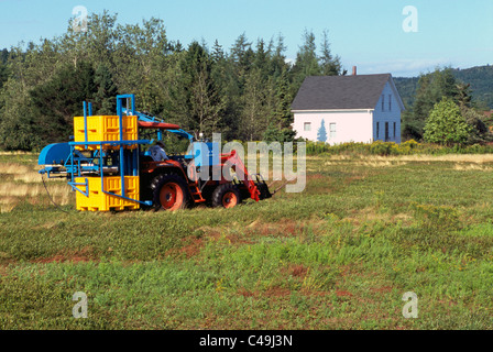 Blueberry Harvester Tractor harvesting Wild Blueberries from Bushes in a Field on Farm near Diligent River, Nova Scotia, Canada Stock Photo
