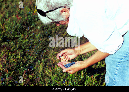 Middle-aged Woman picking Blueberries from Small Wild Blueberry Bush in Field near Diligent River, Nova Scotia, Canada Stock Photo