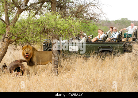 Lion with a buffalo carcass watched by tourists on a game drive at &Beyond Ngala lodge in the Kruger Park area of South Africa. Stock Photo