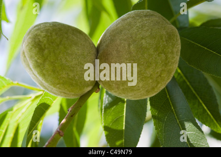 Prunus dulcis Young Almonds Growing on a Tree Stock Photo