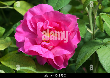 Apothecarys Rose (Rosa gallica officinalis), flower. Stock Photo