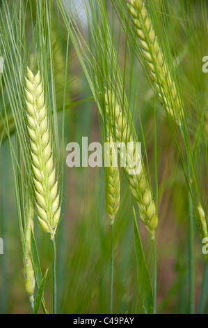 Two-rowed Barley (Hordeum distichon), unripe ears. Stock Photo