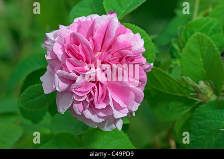 Damask Rose (Rosa x damascena), flower. Stock Photo